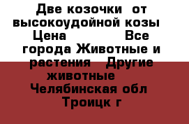 Две козочки  от высокоудойной козы › Цена ­ 20 000 - Все города Животные и растения » Другие животные   . Челябинская обл.,Троицк г.